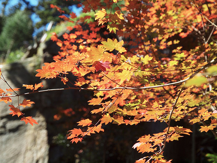 弘法寺の秋
